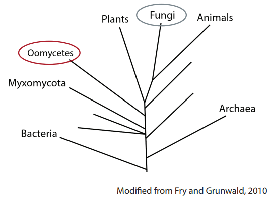 Phylogentic tree